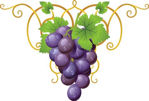 grapevine clipart transparent grappe de raisin clipart png  full size clipart