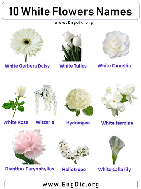 white flowers names flower names  pictures white flowers