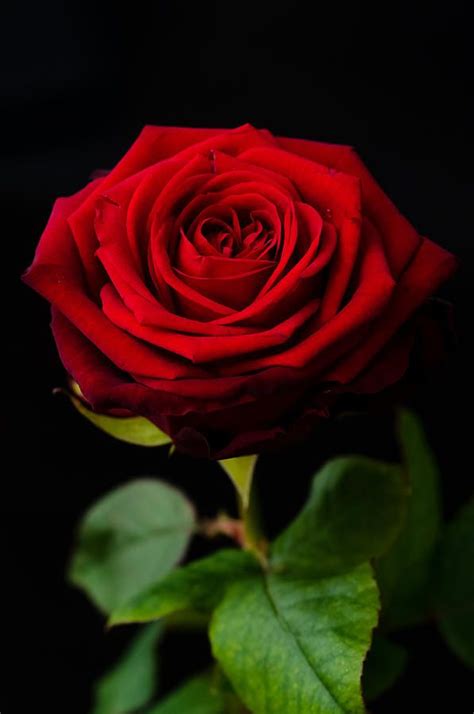 rose photograph single rose  miguel winterpacht red rose pictures beautiful rose flowers
