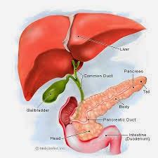 kelenjar  organ sistem pencernaan hati  pankreas materi sma