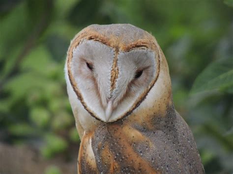 Barn Owl Juvenile Project Noah
