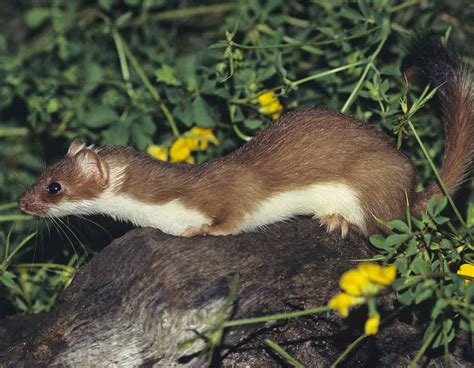 weasel control missouri department  conservation