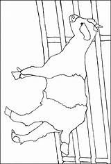 Goat Coloring Pages Color Printable Animals Animalstown sketch template