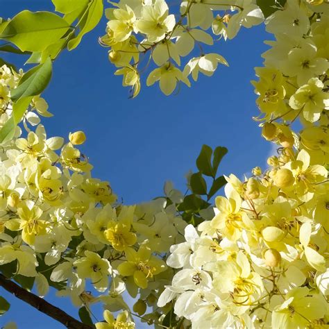 golden shower tree flowers  sky marlin ouverson