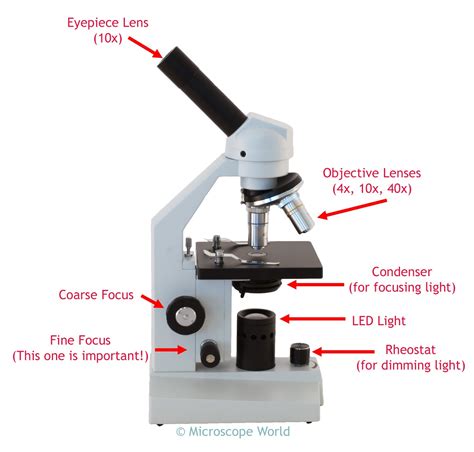 microscope world blog    compound microscope