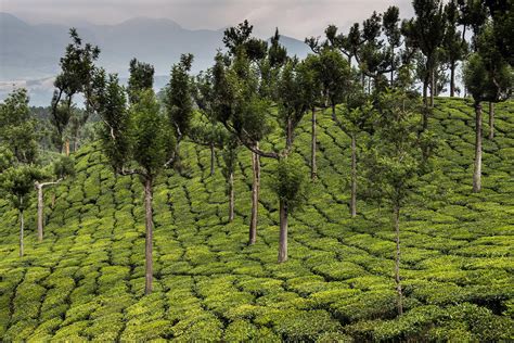tea plantation munnar kerala india