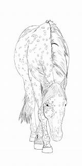 Appaloosa Horse Pages Coloring Getcolorings Color sketch template