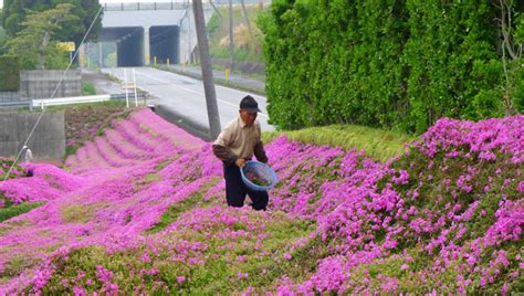 husband plants thousands of flowers for his blind wife the luxury spot