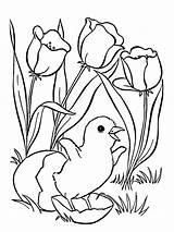 Coloring Pages Chick Flower Hatching Year Old Girls Tulips Tulip Color Flowers Kids Tocolor Easter Chicken Print Coloringtop sketch template