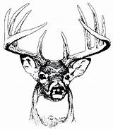 Deer Head Coloring Buck Pages Drawing Line Reindeer Doe Printable Getdrawings Getcolorings Color Google Print Paintingvalley Clipart sketch template