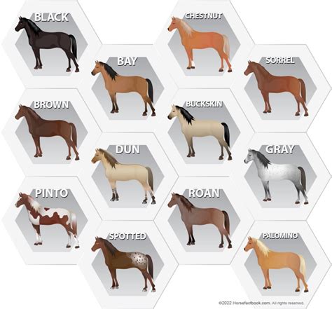 common horse colors patterns markings explained  pictures