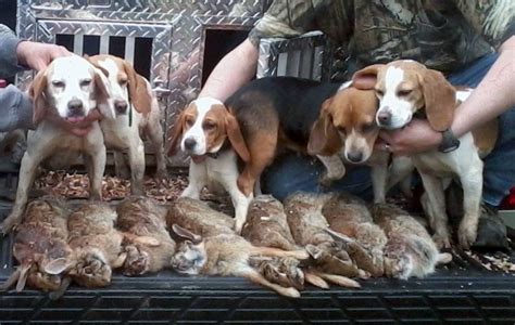 hunting pics skyline rabbit beagles