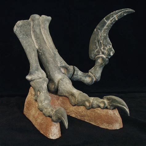 utahraptor foot replica dinosaurs rock superstore fossil mineral