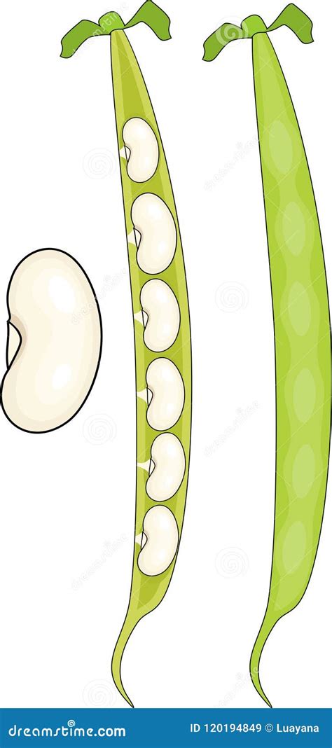 bean pod isolated  white background stock vector illustration