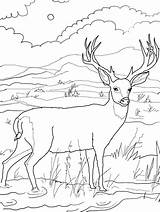Deer Coloring Pages Tailed Mule Whitetail Buck Wild Printable Animal Kids Blacktail Drawing Templates Print Supercoloring Colouring Color Hunting Adult sketch template