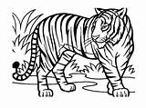 Tigre Sauvages Salvajes Selva Tigres Coloriages Colorier Realistas Albumdecoloriages Savana Baixar sketch template