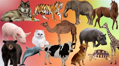 animals  kids learning wild animals  kids learn animals names