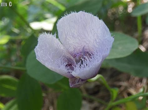 Calochortus Tolmiei – Hairy Pussy Ears – קלוכורטוס טולמי – פרחים