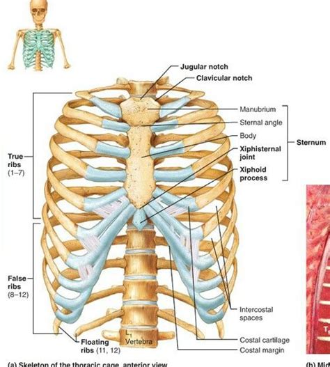 Anatomy Of Body What Under Rib Age The Thoracic Cage