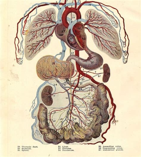 anatomi organlar 13 anatomy organs 13 find us on