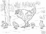 Coloring Hen Chicken Chicks Pages Rooster Drawing Printable Fighting Chickens Birds Clipart Colouring Animals Egg Color Farm Sketch Mother Kids sketch template