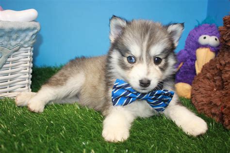 pomsky puppies for sale long island puppies