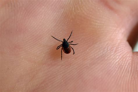 tick season facts   prevent parasite borne diseases