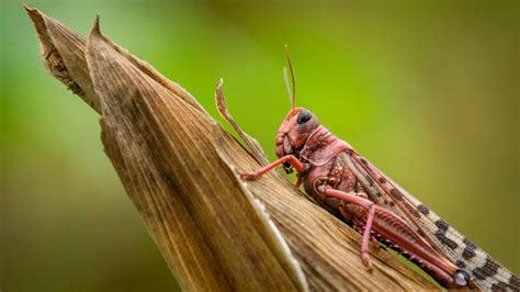 biggest locust outbreak   years expected  invade africa
