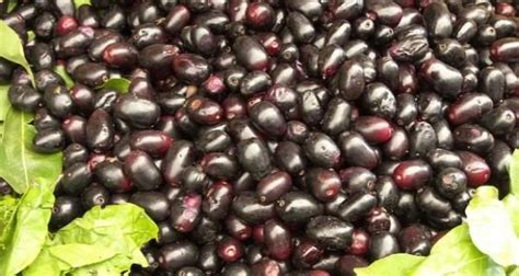 health benefits  jamun read health related blogs