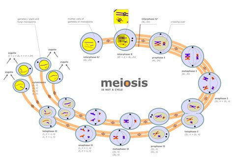 file diagram of meiosis svg wikimedia commons