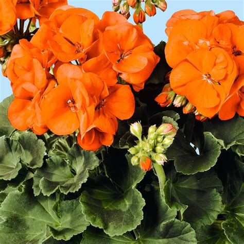 orange geranie guido  kaufen bei gaertner poetschke