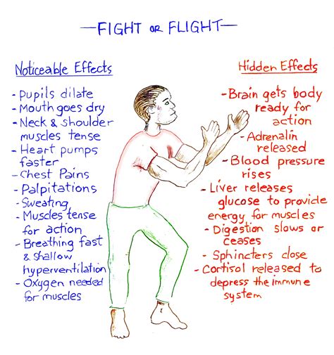 fight flight freeze diagram fightorflight cycles patterns