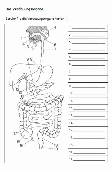 arbeitsblatt verdauung biologie anatomie physiologie