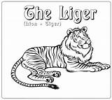 Liger Tigre Enfants sketch template