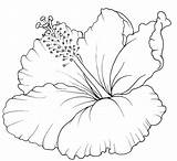 Hibiscus Drawing Flower Hawaiian Flowers Tattoo Tropical Bush sketch template