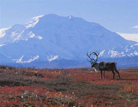 russian tundra  images biomes denali national park alaska denali national park