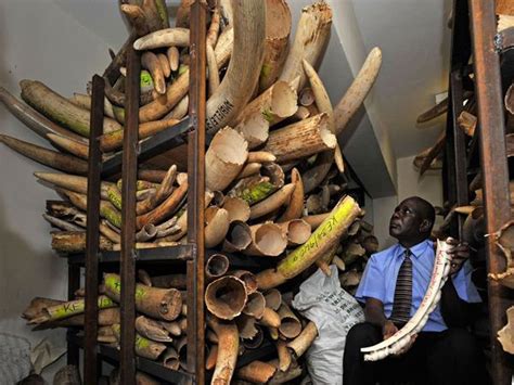 illegal ivory trade funds al shabaabs terrorist attacks