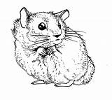 Hamster Coloriage Hamsters Colorier Coloriages Ancenscp sketch template