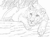 Lioness Coloring Pages Lying Lion Printable Colouring Drawing Supercoloring Drawings Animals Main Lions Kids Sheets Adult Printables Skip sketch template