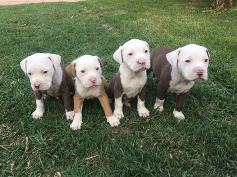 Registered Pitbull Puppies Bonaero Park Public Ads