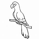 Parrot African Grey Coloring Pages Bird Drawing Easy Animals Printable Color Getdrawings sketch template