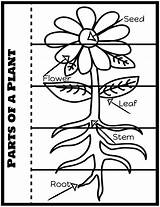 Plantas Interactivos Cuadernos sketch template