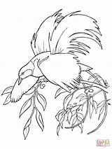 Paradise Bird Coloring Pages Greater Printable Quetzal Drawing Color Getcolorings Getdrawings Supercoloring Para Special Print sketch template