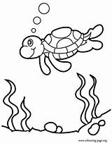 Turtle Yertle sketch template