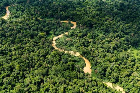 late  save  amazon rainforest scientists    reaching  point   return