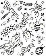 Doodles Insectes Coloring Insectos Insect Insects Vector Insekten Vectorial Tekenen sketch template