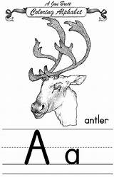 Janbrett Antler Alphabet Coloring Traditional Click Subscription Downloads sketch template