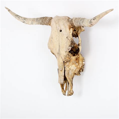 large antique wildebeest skull cooling cooling