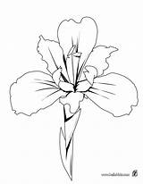 Orquideas Desenhos sketch template