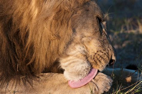 do big cats get hairballs